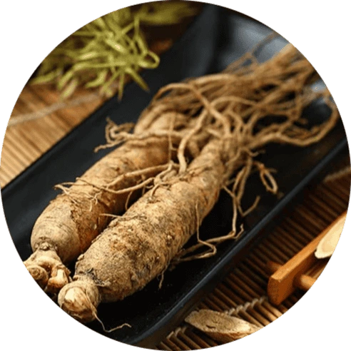 Panax Ginseng for Focus and Energy